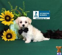 maltese puppy posted by little paws kennel